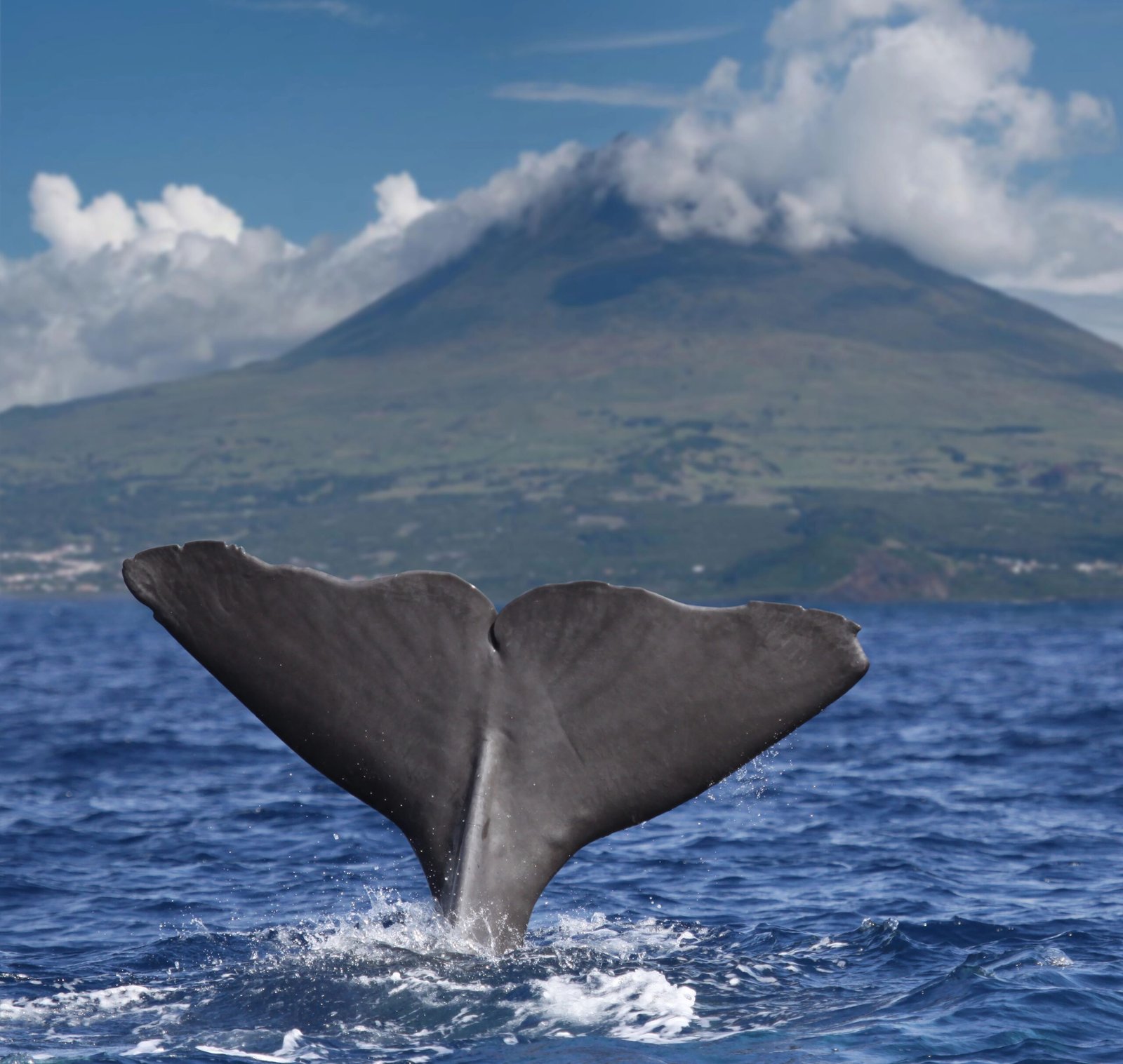 Sperm-whale-Azores Sperm-whale-Azores